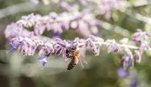 йеттел Отзиви